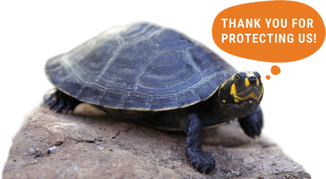 Turtle with speech bubble reading 'thank you for protecting us!'