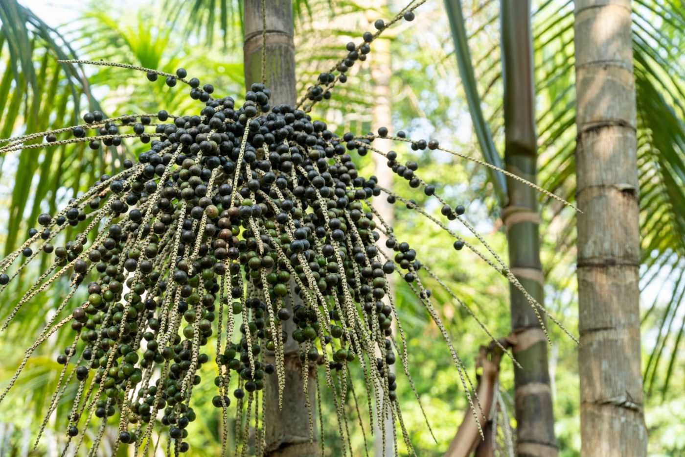 Where Do I Find Acai Berries Açaí Explained - Our Complete Guide to the Amazonian Superfruit