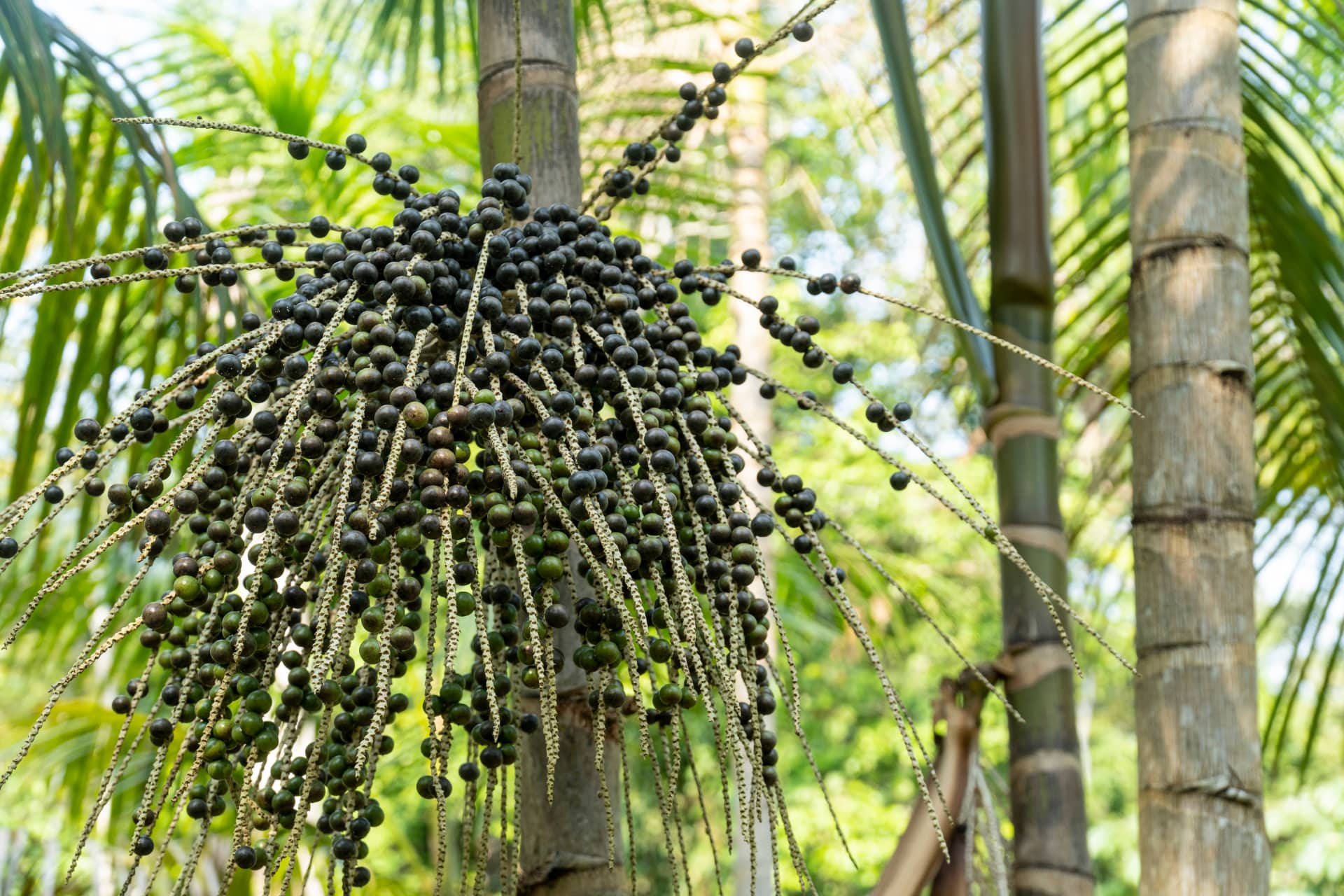 Açaí Explained - Our Complete Guide to the Amazonian Superfruit