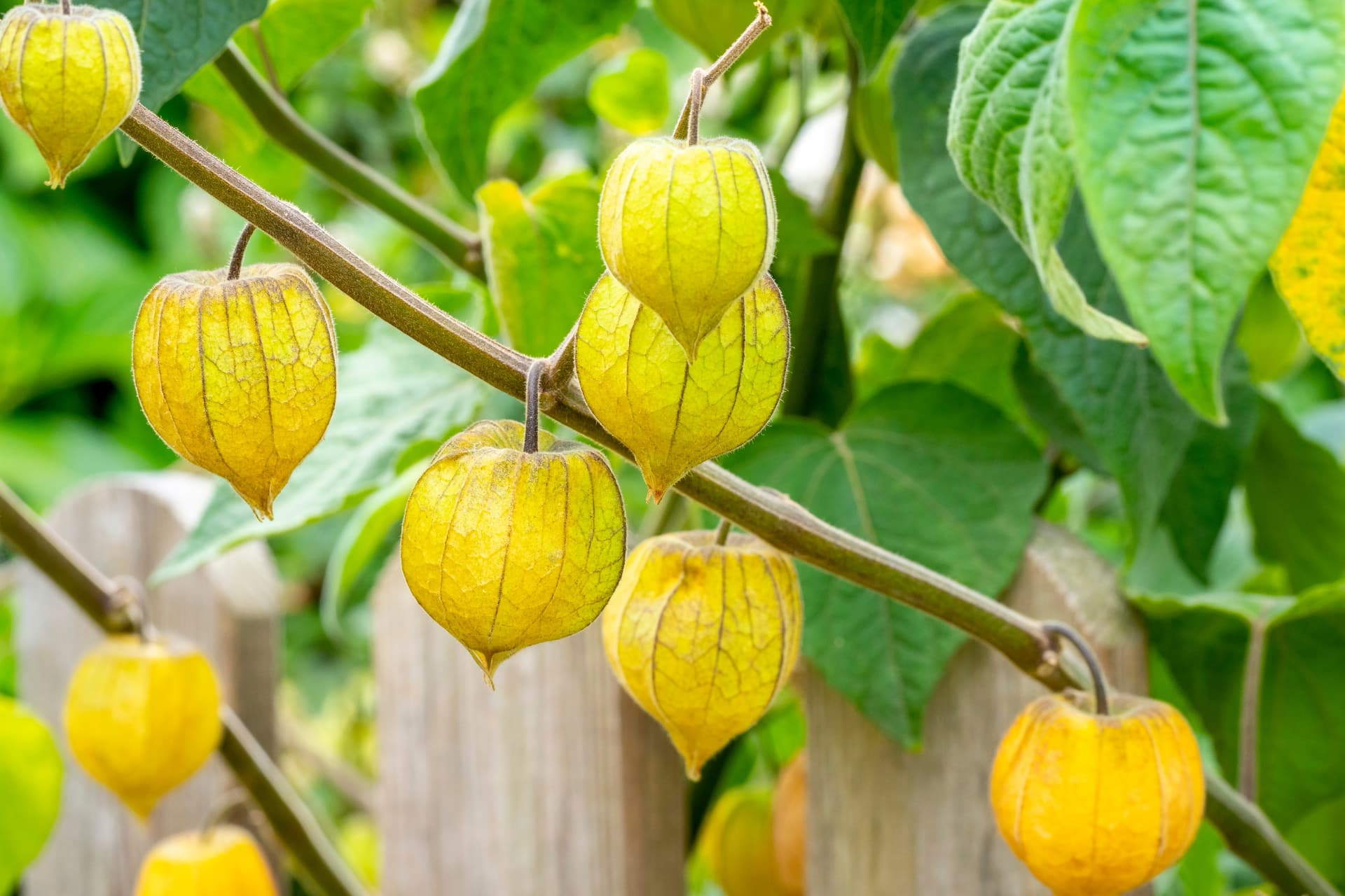 Goldenberries growing on a plant